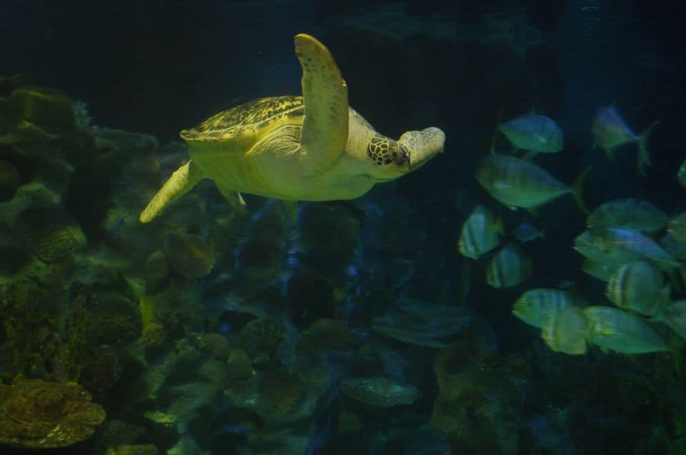 SEA LIFE Istanbul