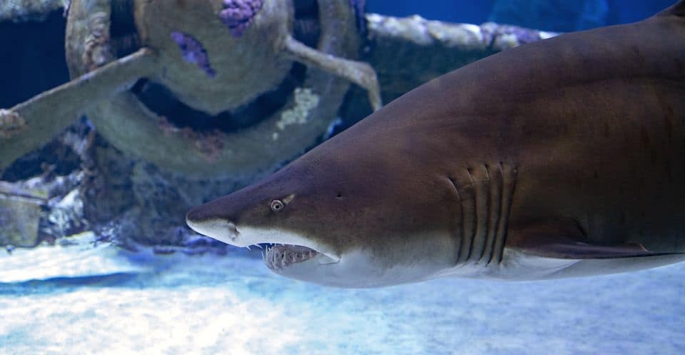 Antalya Aquarium