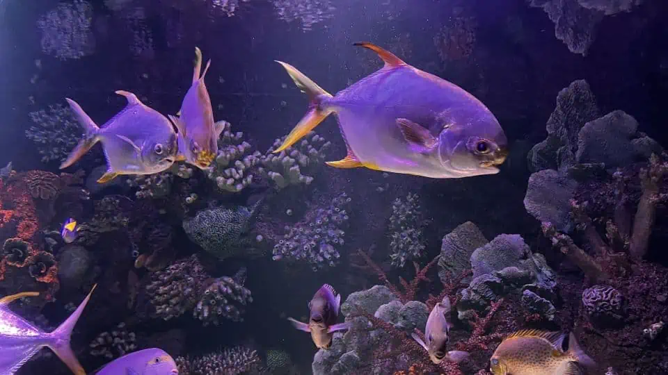 Antalya Aquarium